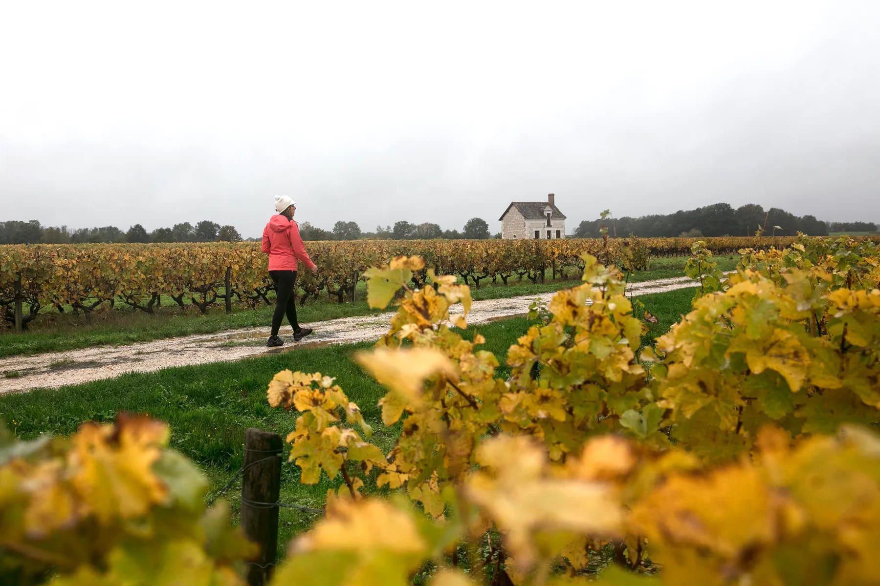 Vignobles de Valençay, Berry, Indre